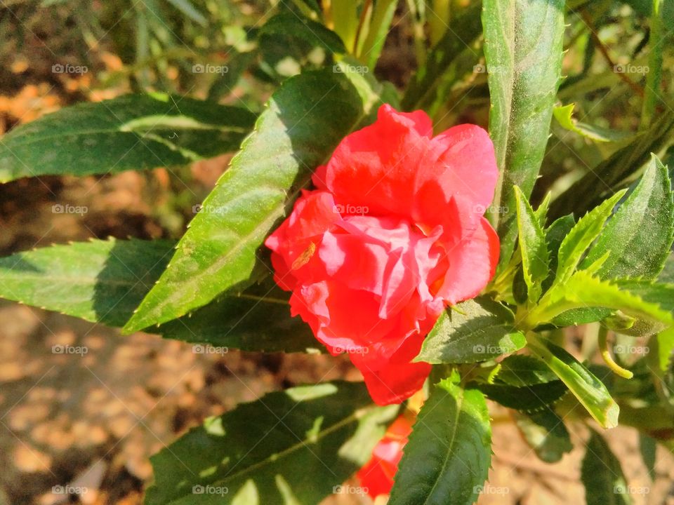 a beautiful red flowers in the garden.