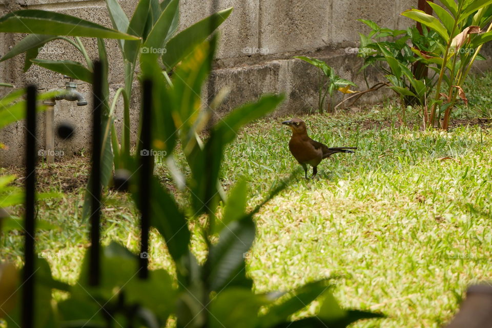 Clay-colored Thrush