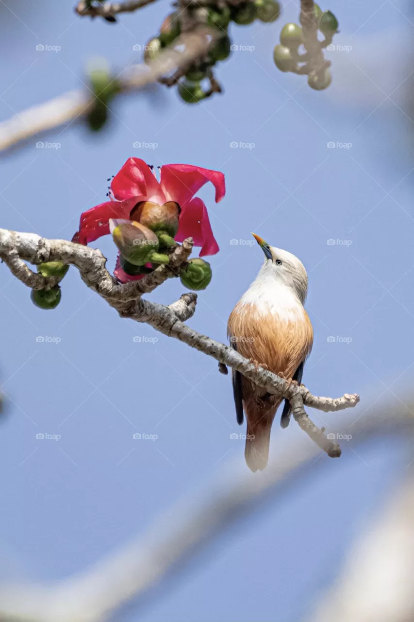 Beautiful bird
