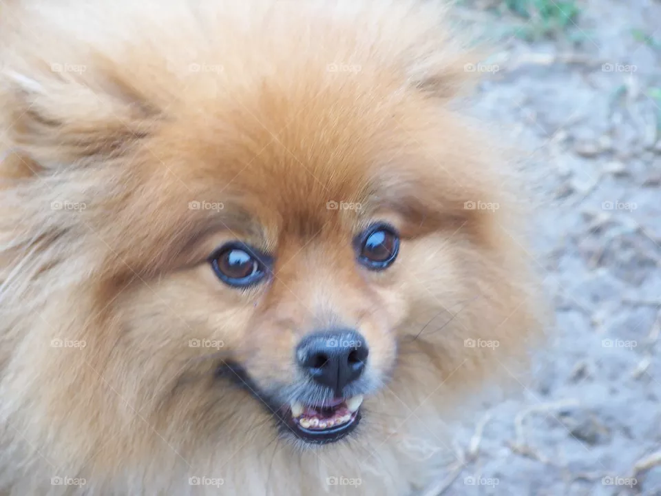 Benji