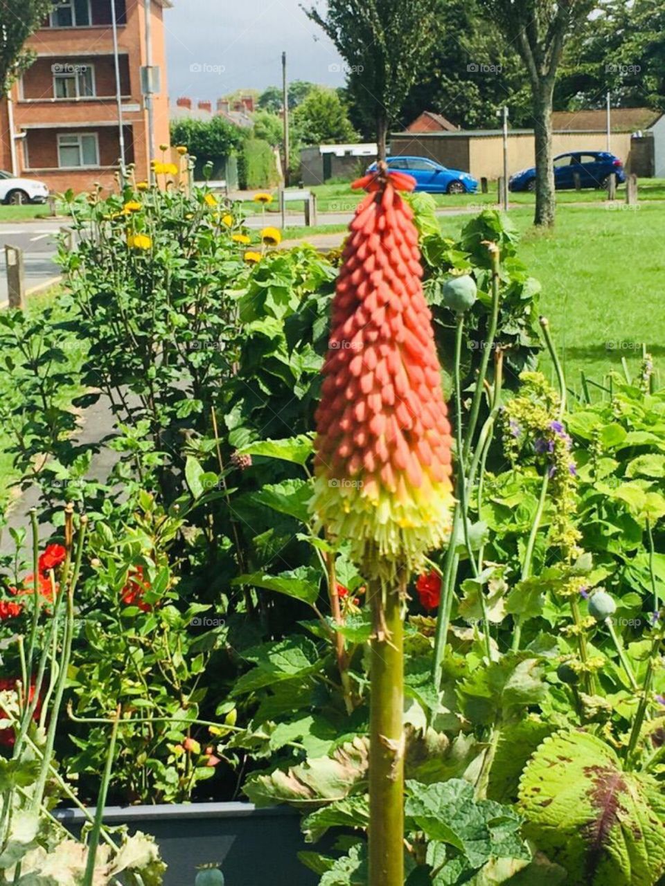 Community garden ‘ beautiful 👌