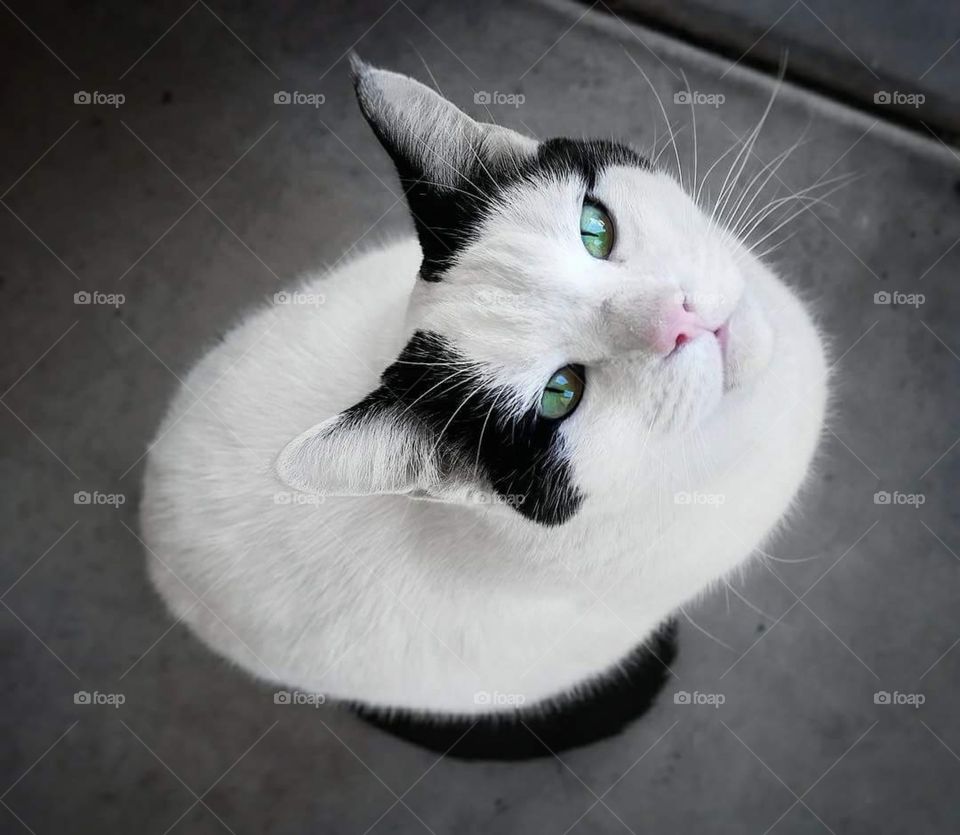 Beautiful Kitty Cat