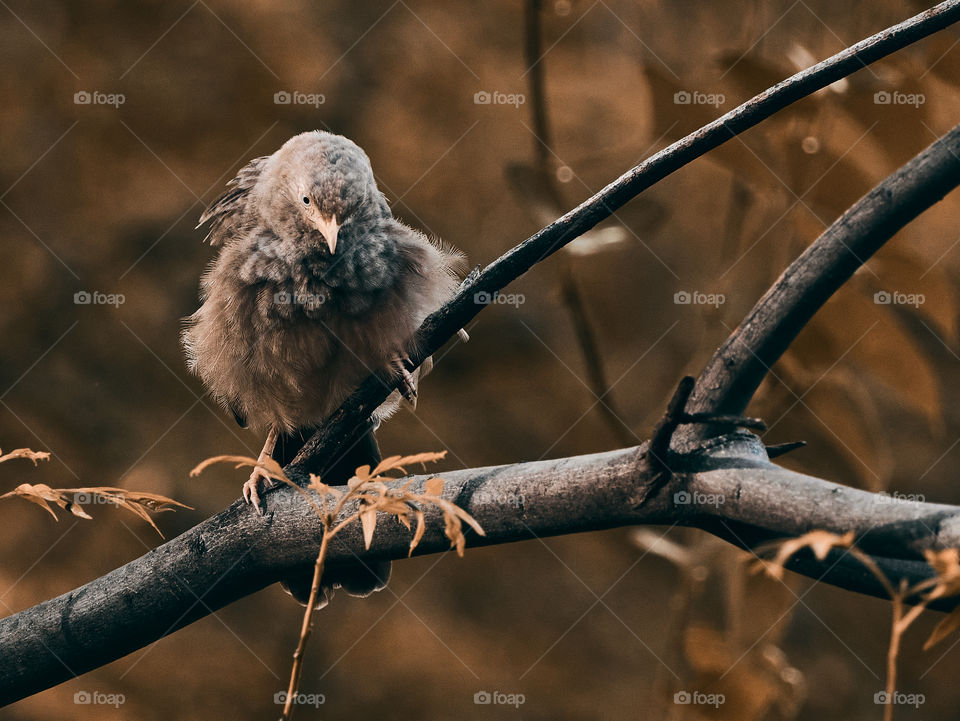 Bird photography  - yellow babbler