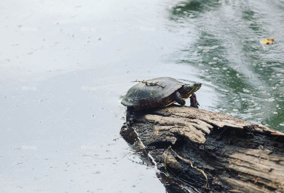 Water, Turtle, No Person, Reptile, Nature