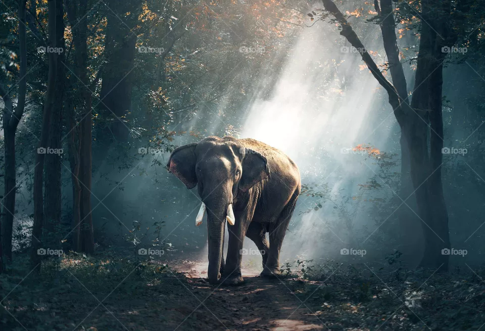 Elephant In Mood