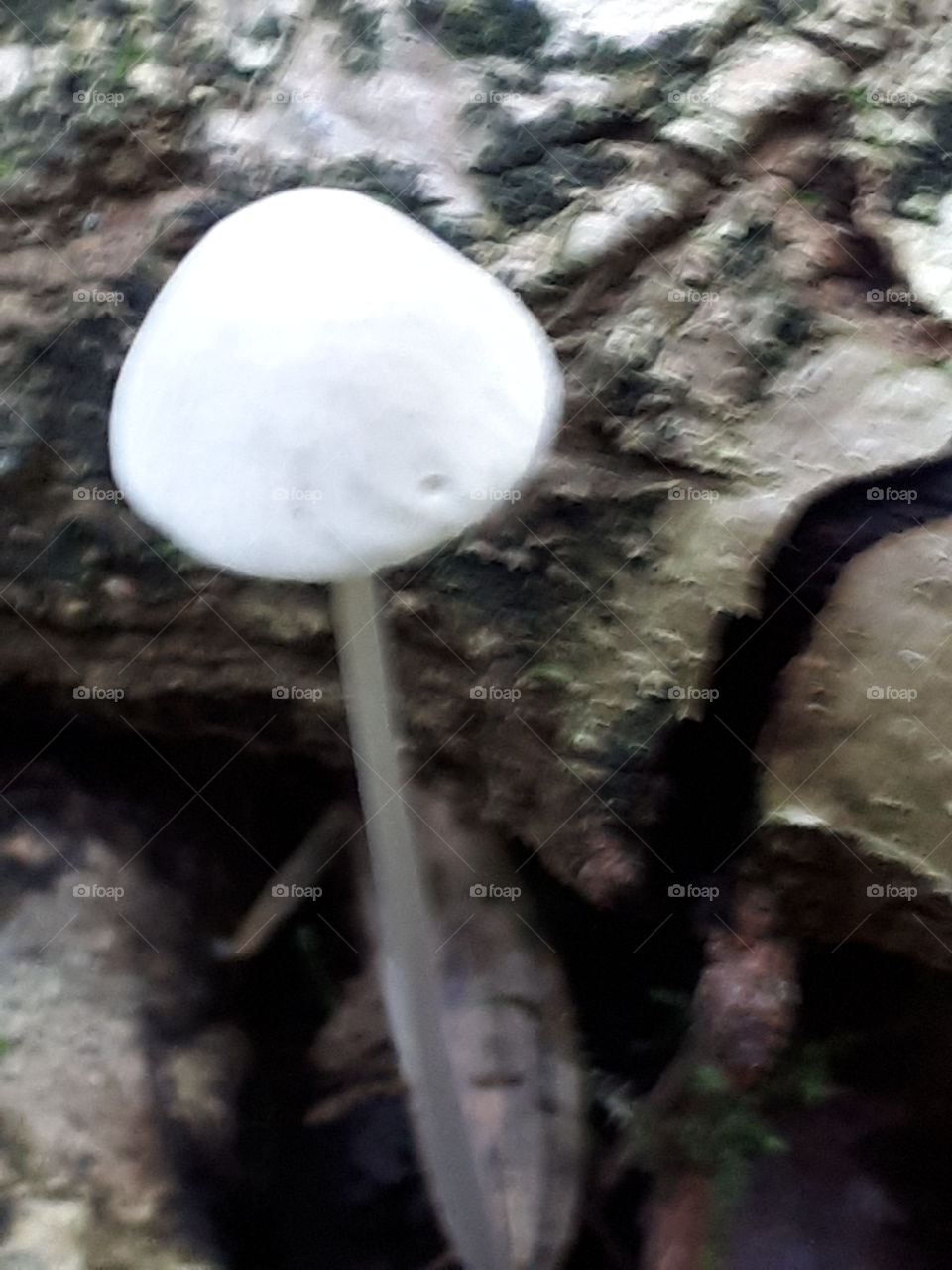 White Toadstool