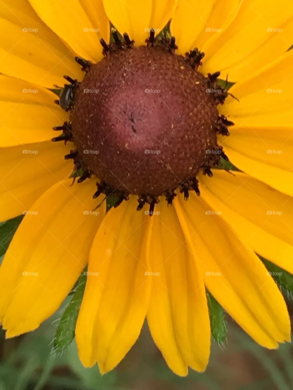 Flower Fun 