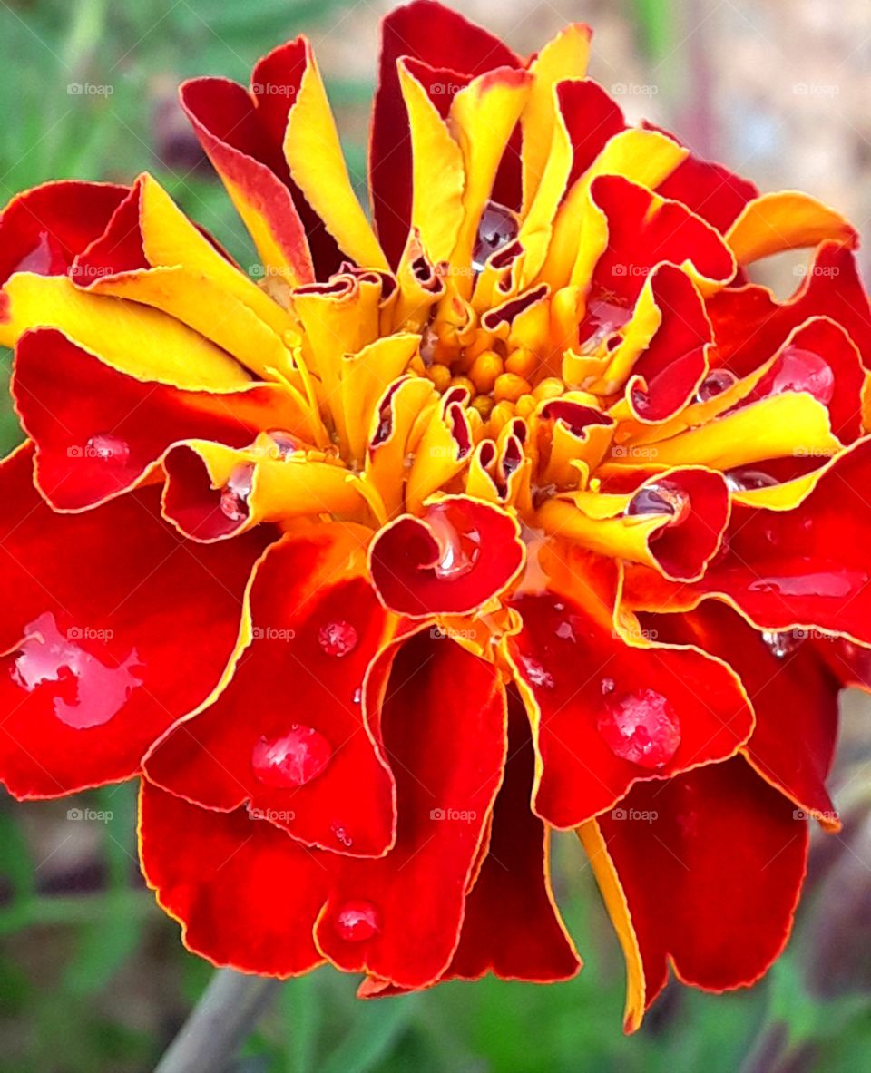 Red jini flower in fullscreen