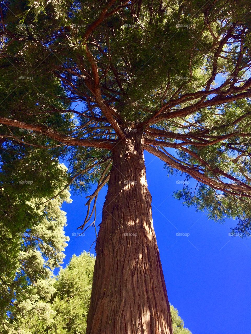 Granddaddy tree in Palomar