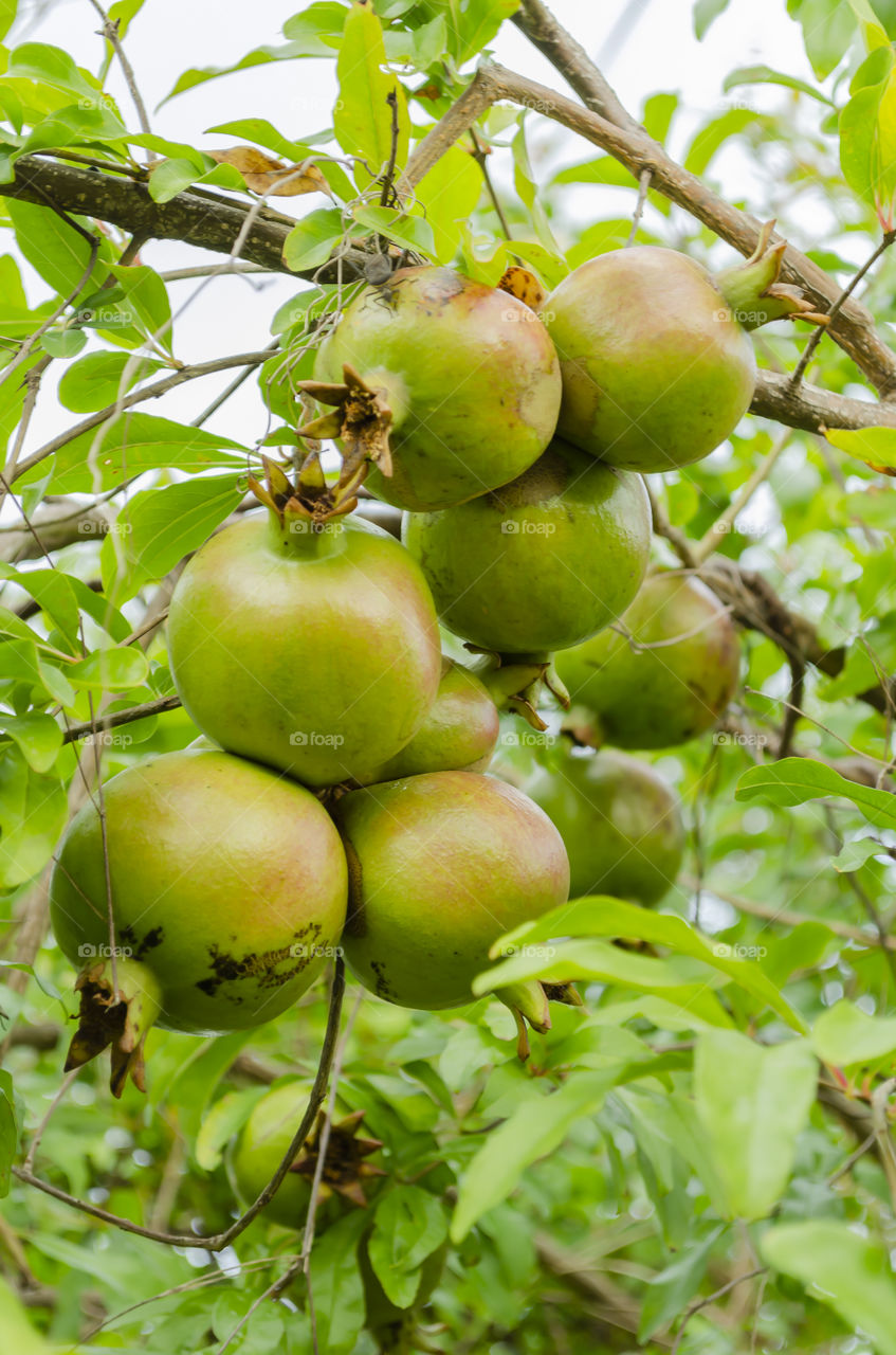 Bunch Of Pomegranates On Tree