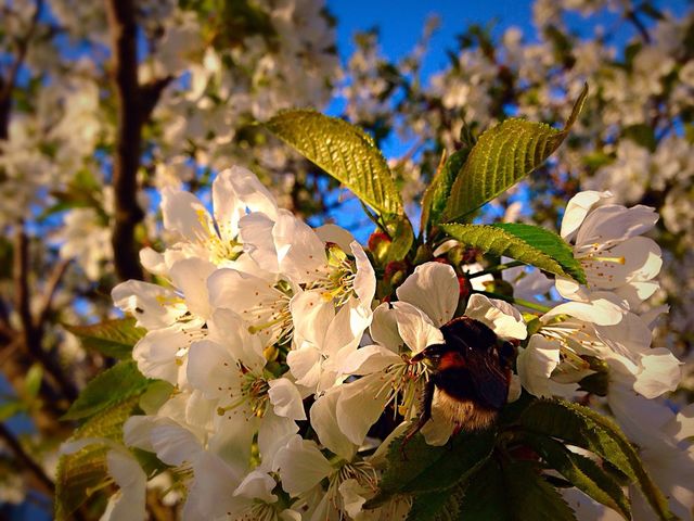 Spring
