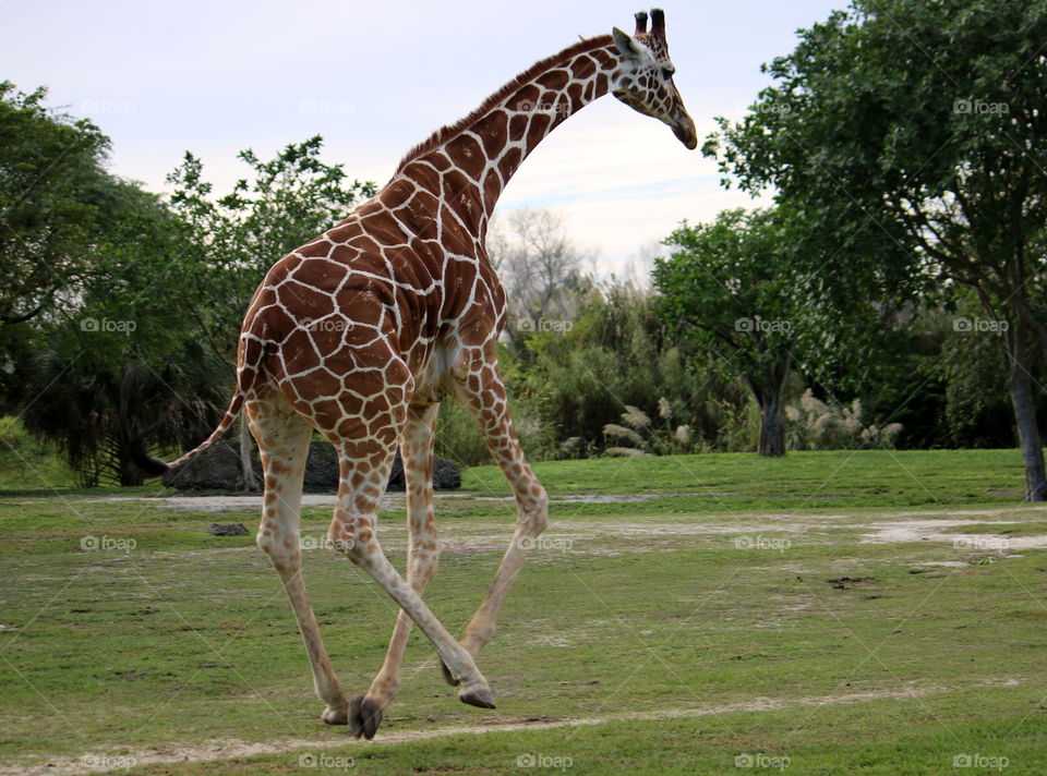 Run, giraffe, run
