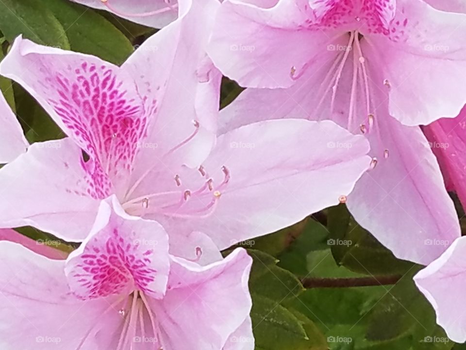 Azalea flower