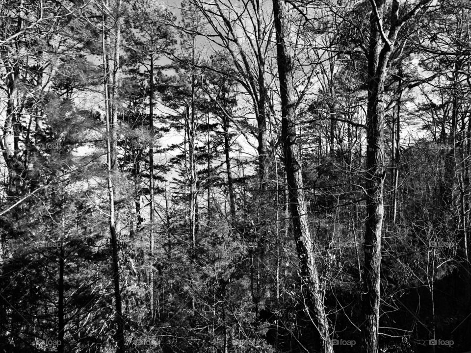 black and white trees 