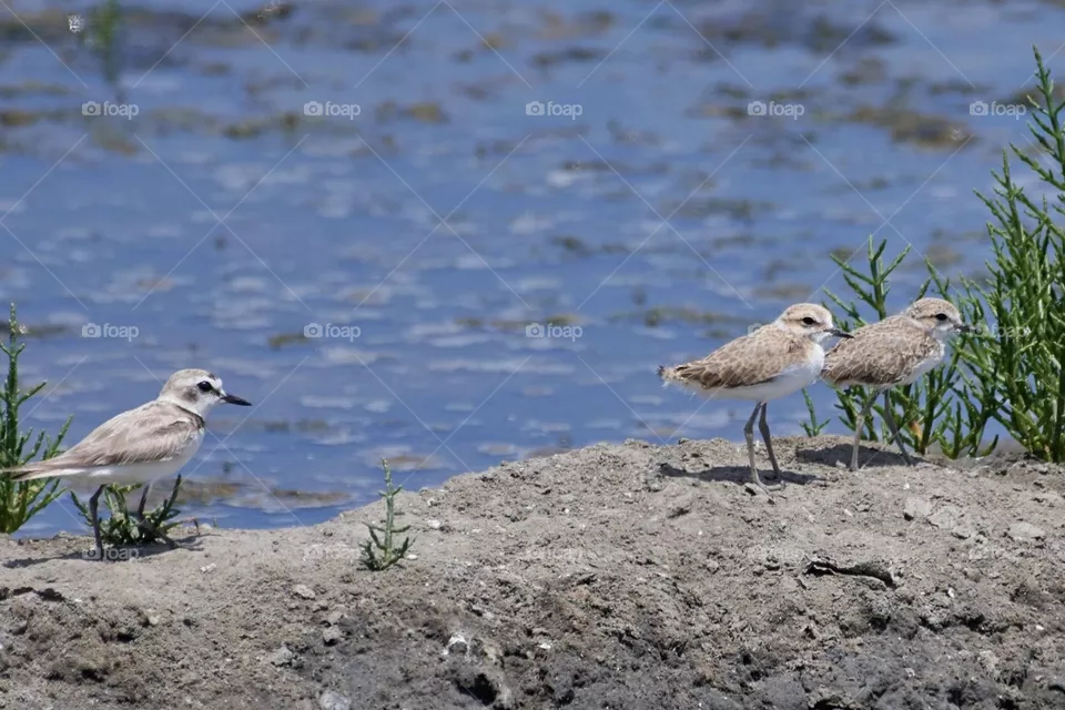 Beautiful birds