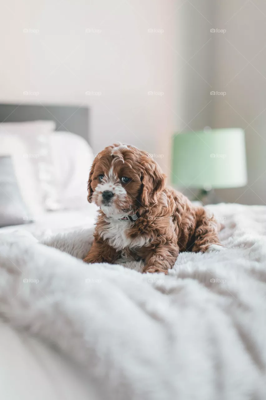 lovely dog
