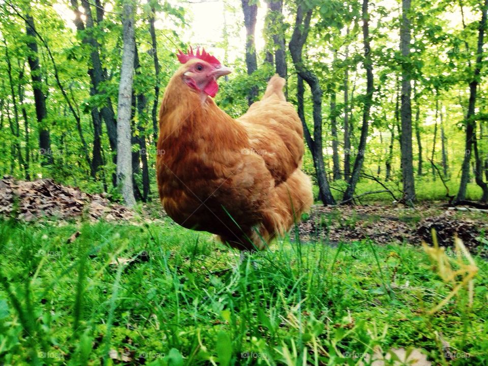 Hen chicken walks across grass