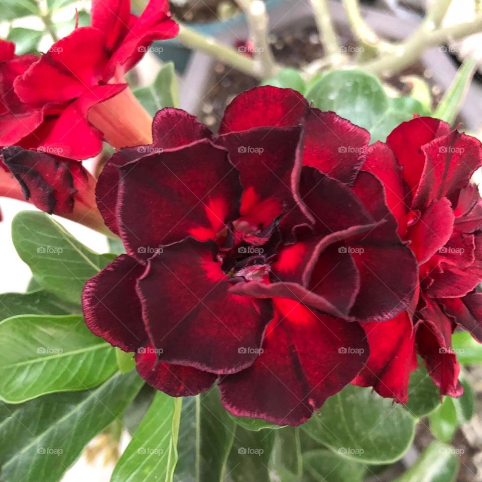 Beautiful flowers in bloom