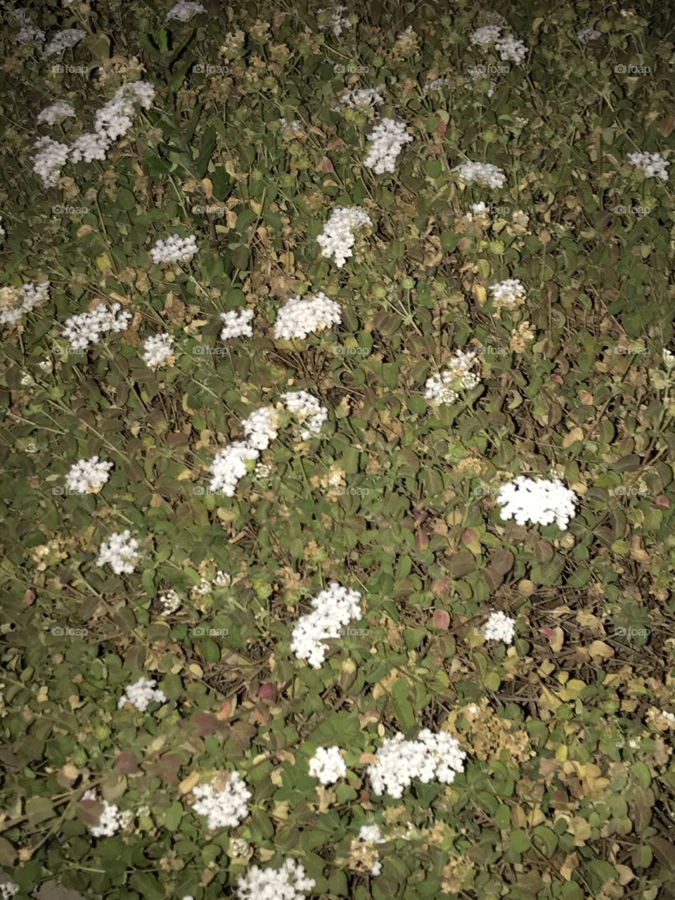 White flowers at church on a peaceful night.