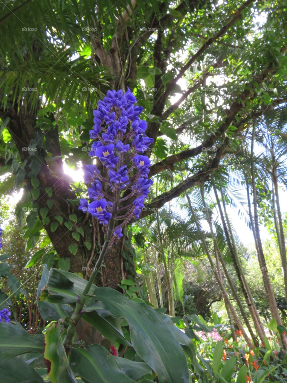 Purple flower