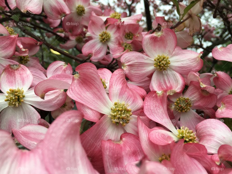 Rainy day dogwoods