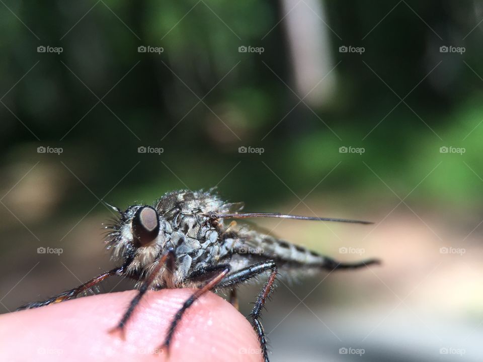 Insect, Wildlife, Nature, Fly, Animal