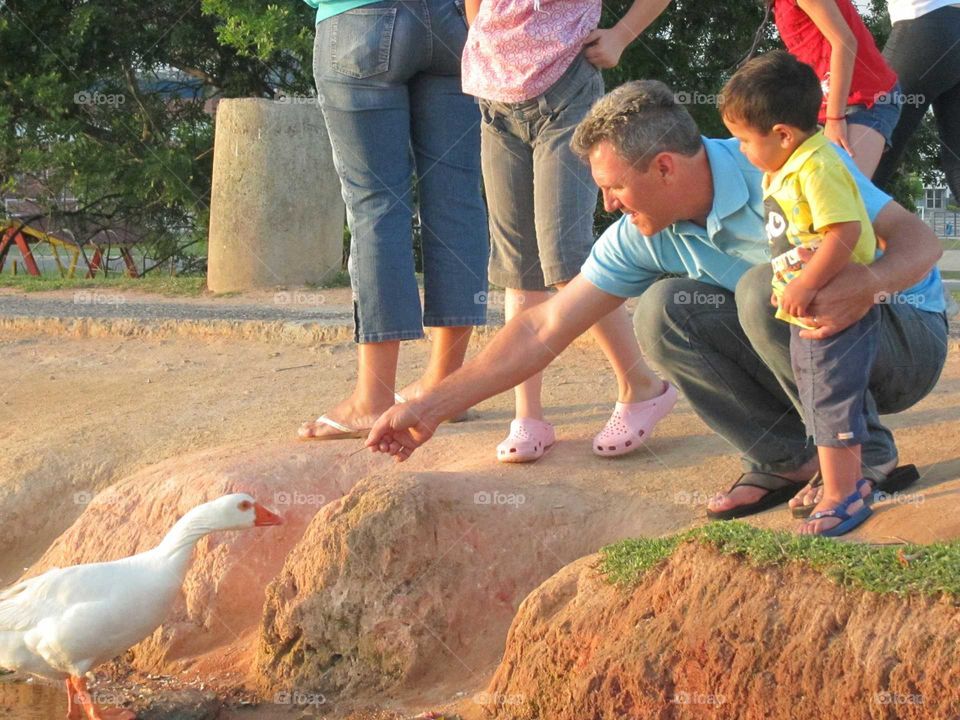 alimentando as aves