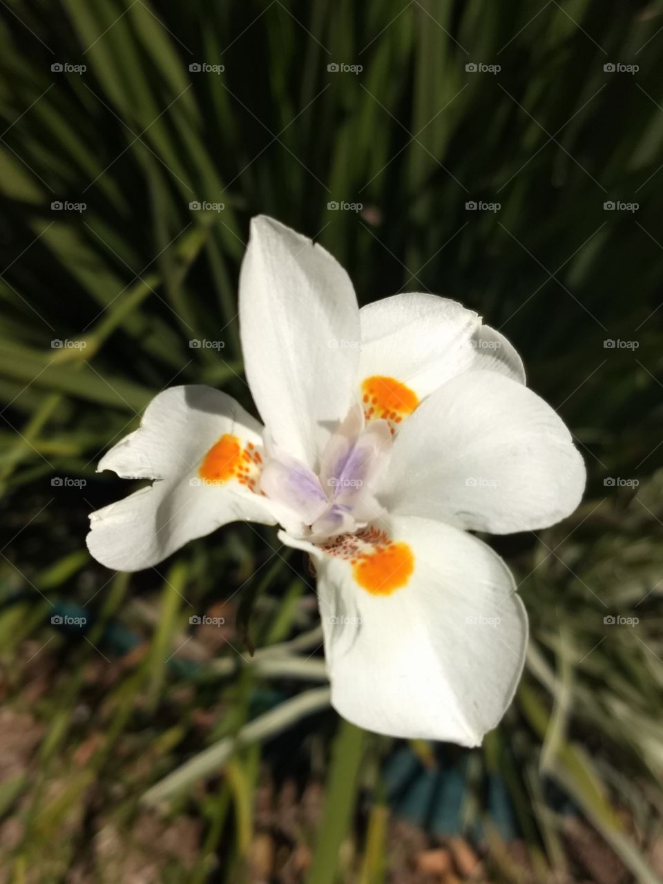 white, Orange and violet Flower