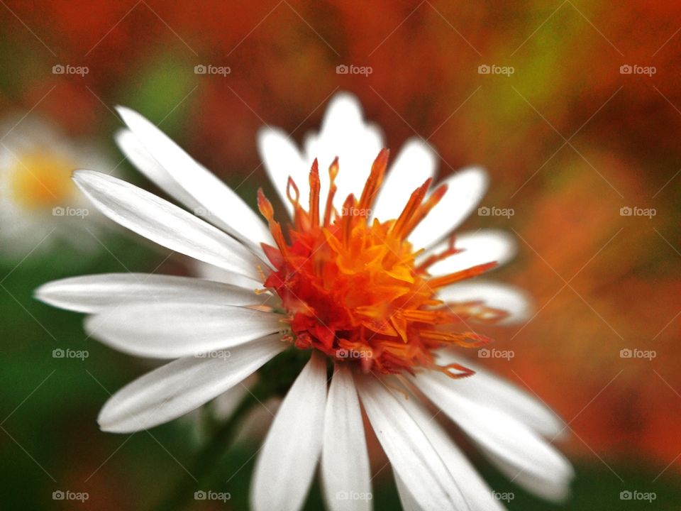 Closeup of a flower