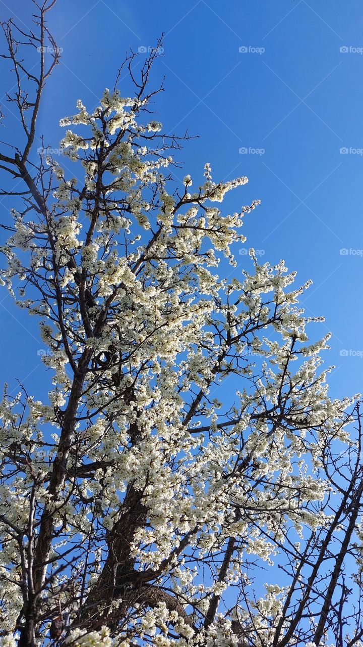 White flovers in spring