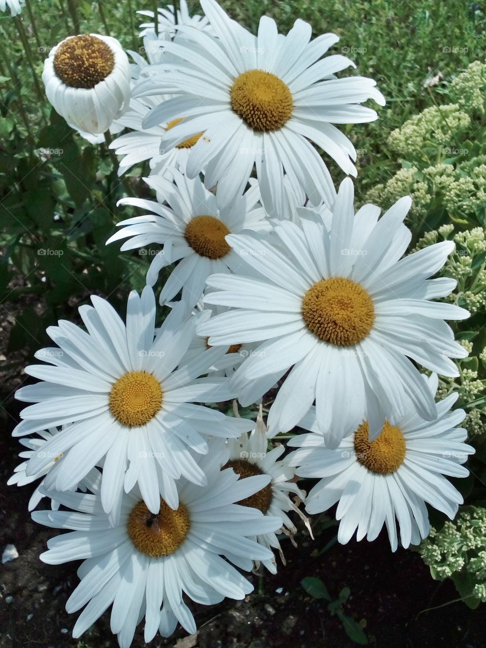 beautiful flowers in summer time