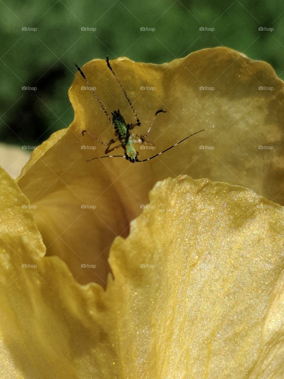 long-legged baby on a golden iris