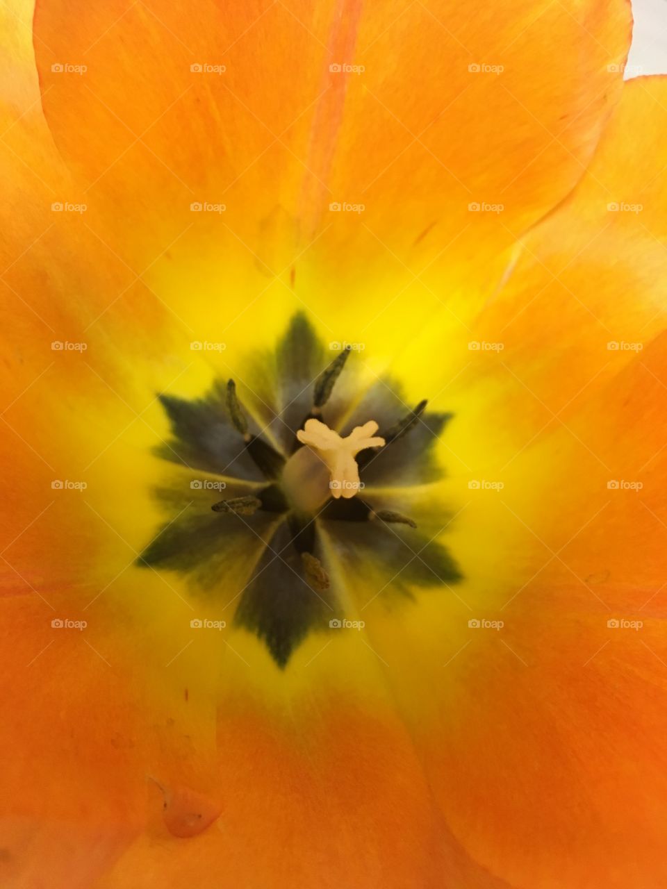 Open tulip
