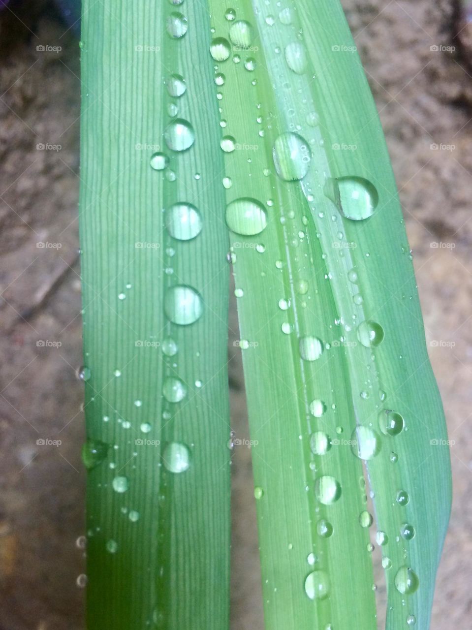 Drops on leafs