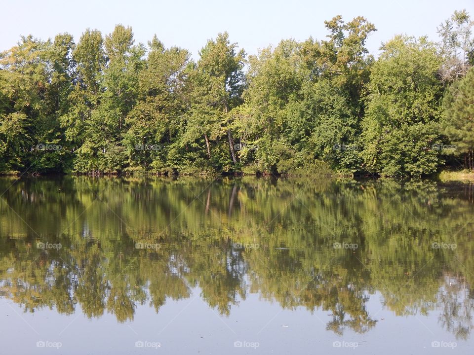 Nature’s Reflections, Trees on the Pond