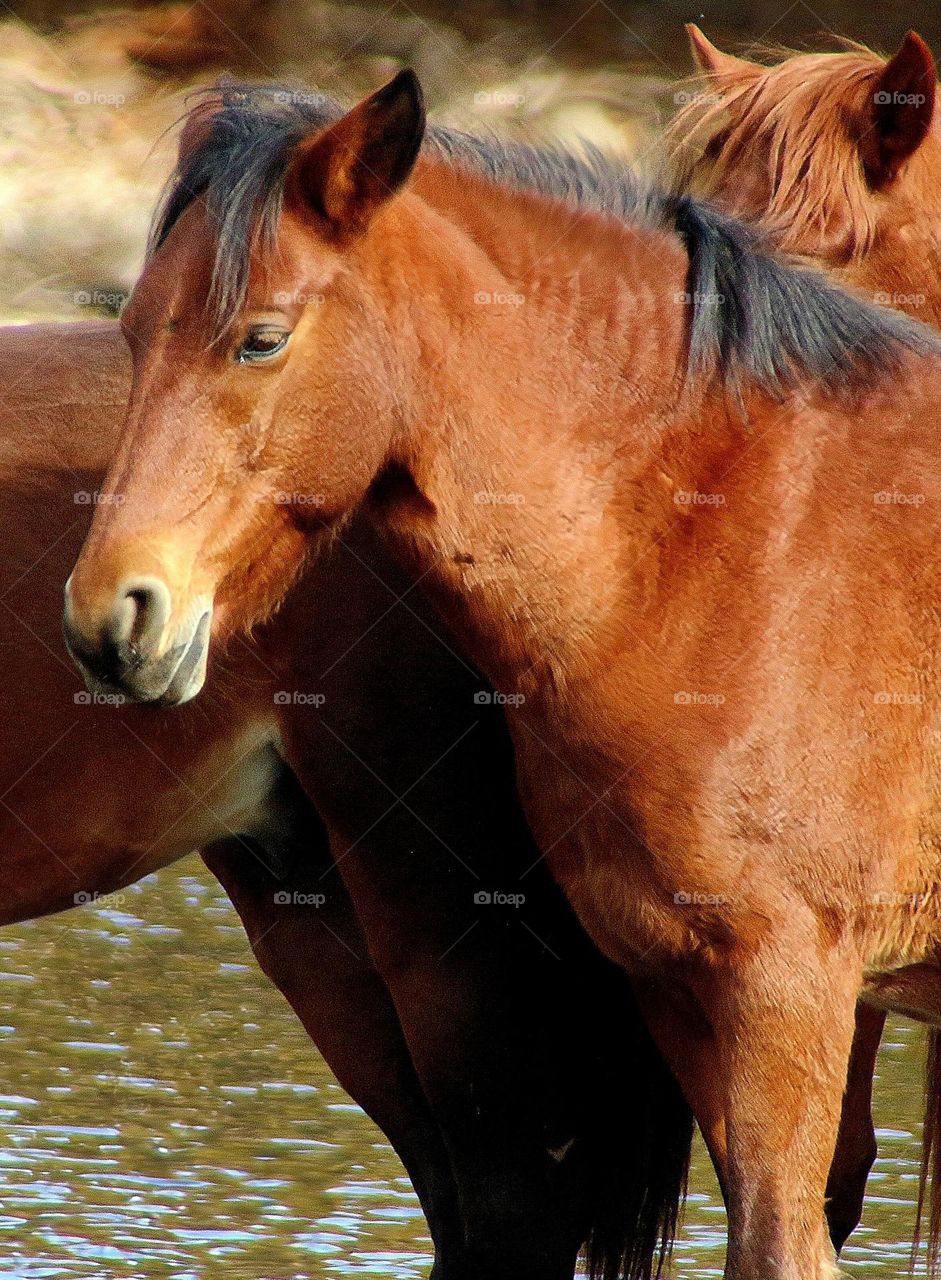 Beautiful Salt River Wild Horse