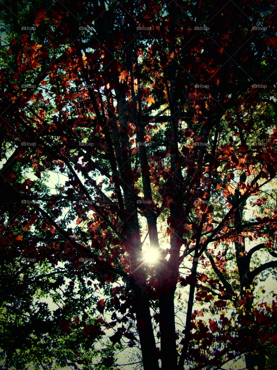 Autumn Tree in the Afternoon