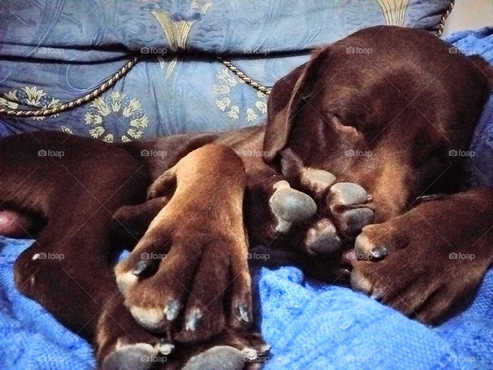 Labrador#dog#pet#canine#cute#relax