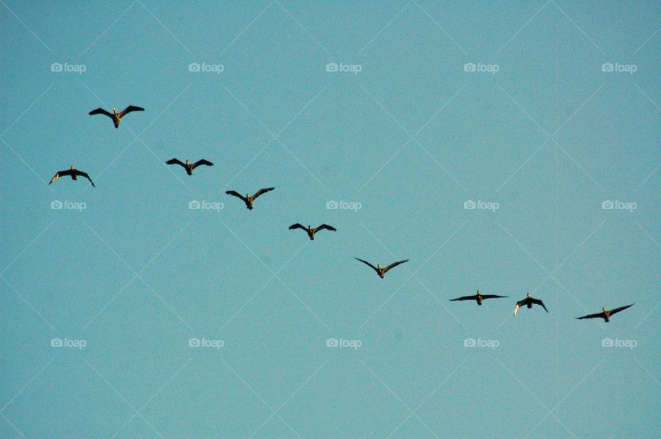 Graph of birds on sky