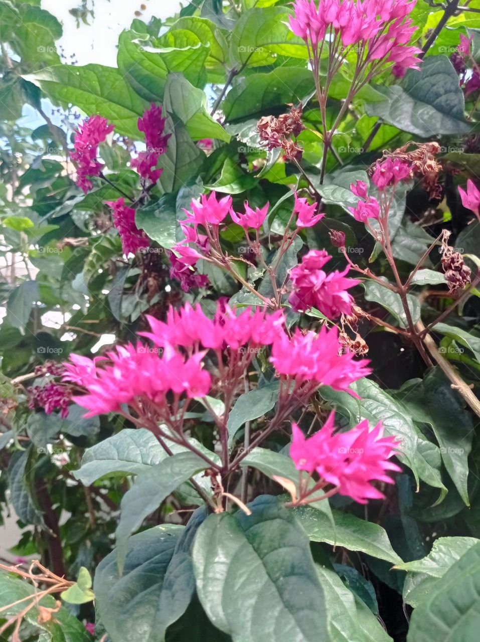 pink flowers / florcitas rosadas