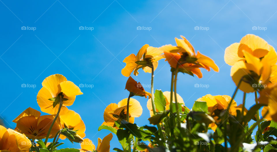 pansy flowers