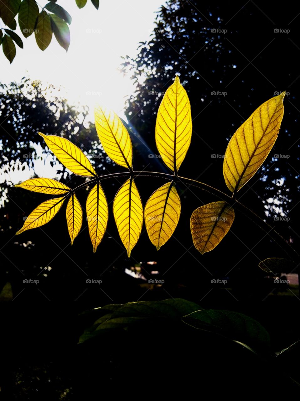 yellow leaves for tree