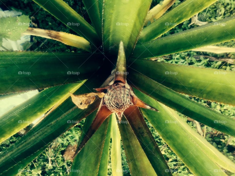 Pineapple plant 