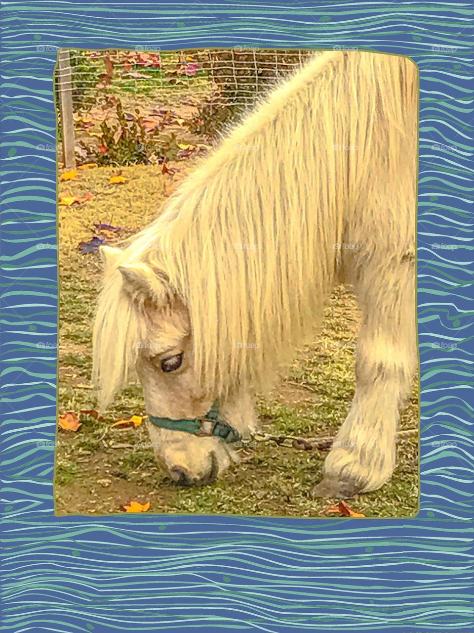 A portrait of a pony grazing on the lawn in the afternoon.
