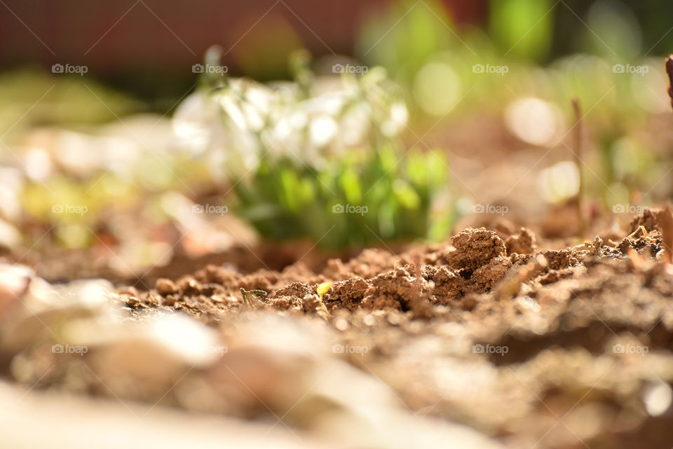 Dirt with blured snowdrops in the background