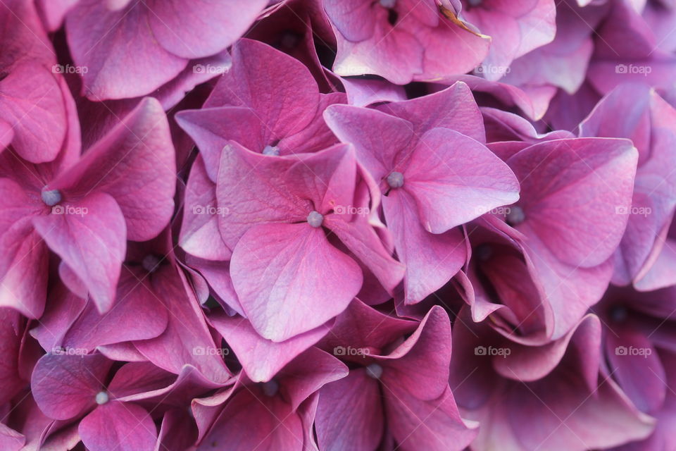 purple hydrangea