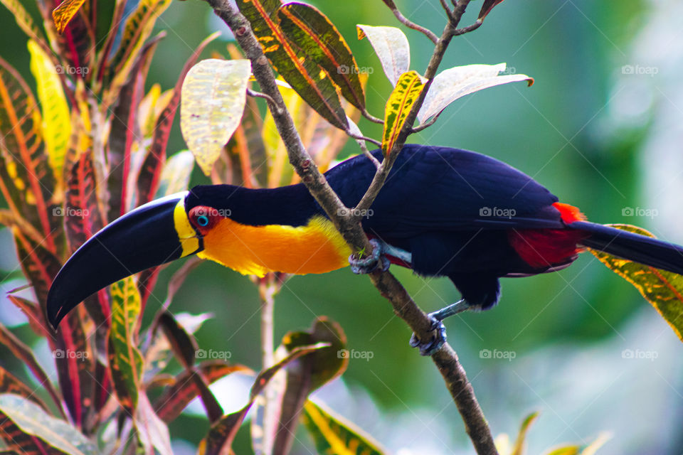 Tucano em seu habitat natural.