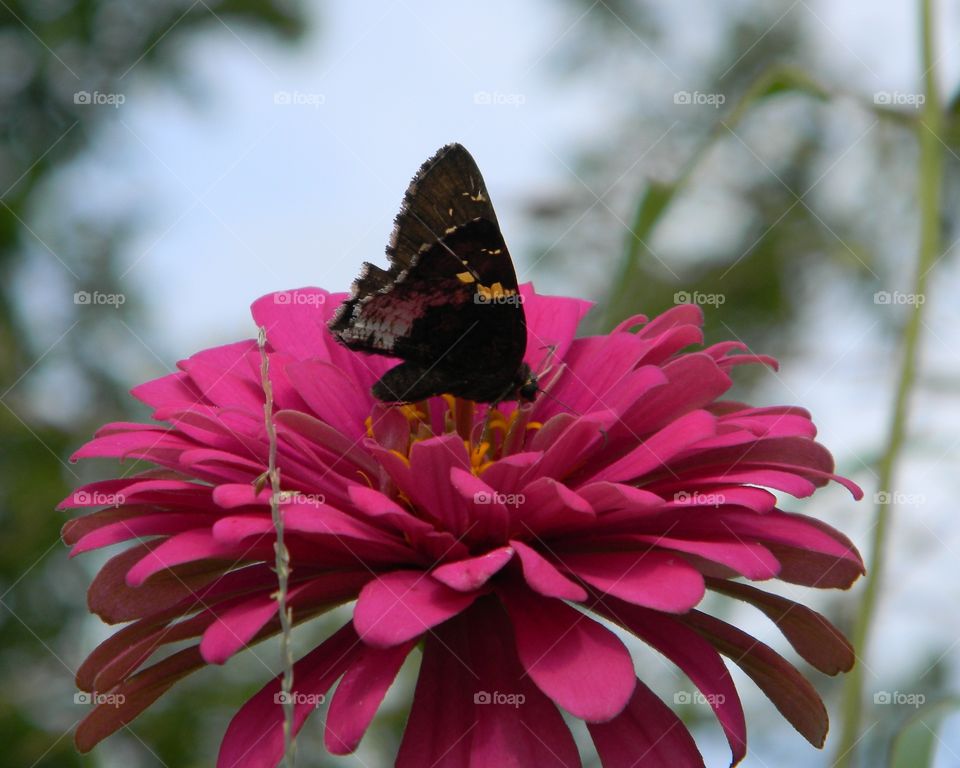 butterfly on bloom