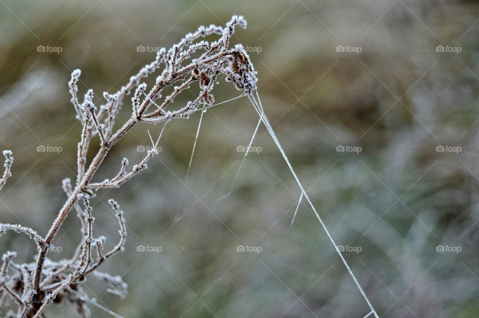 Nature, Frost, Winter, Outdoors, Tree