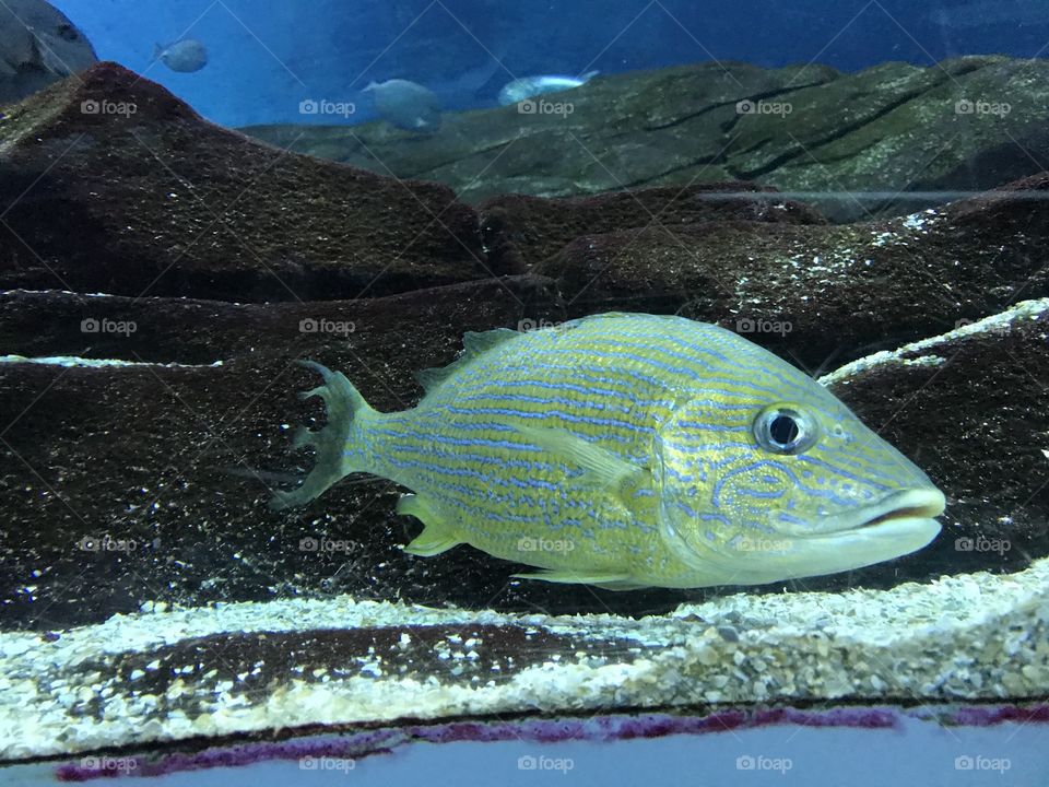 Georgia Aquarium 
Atlanta, GA